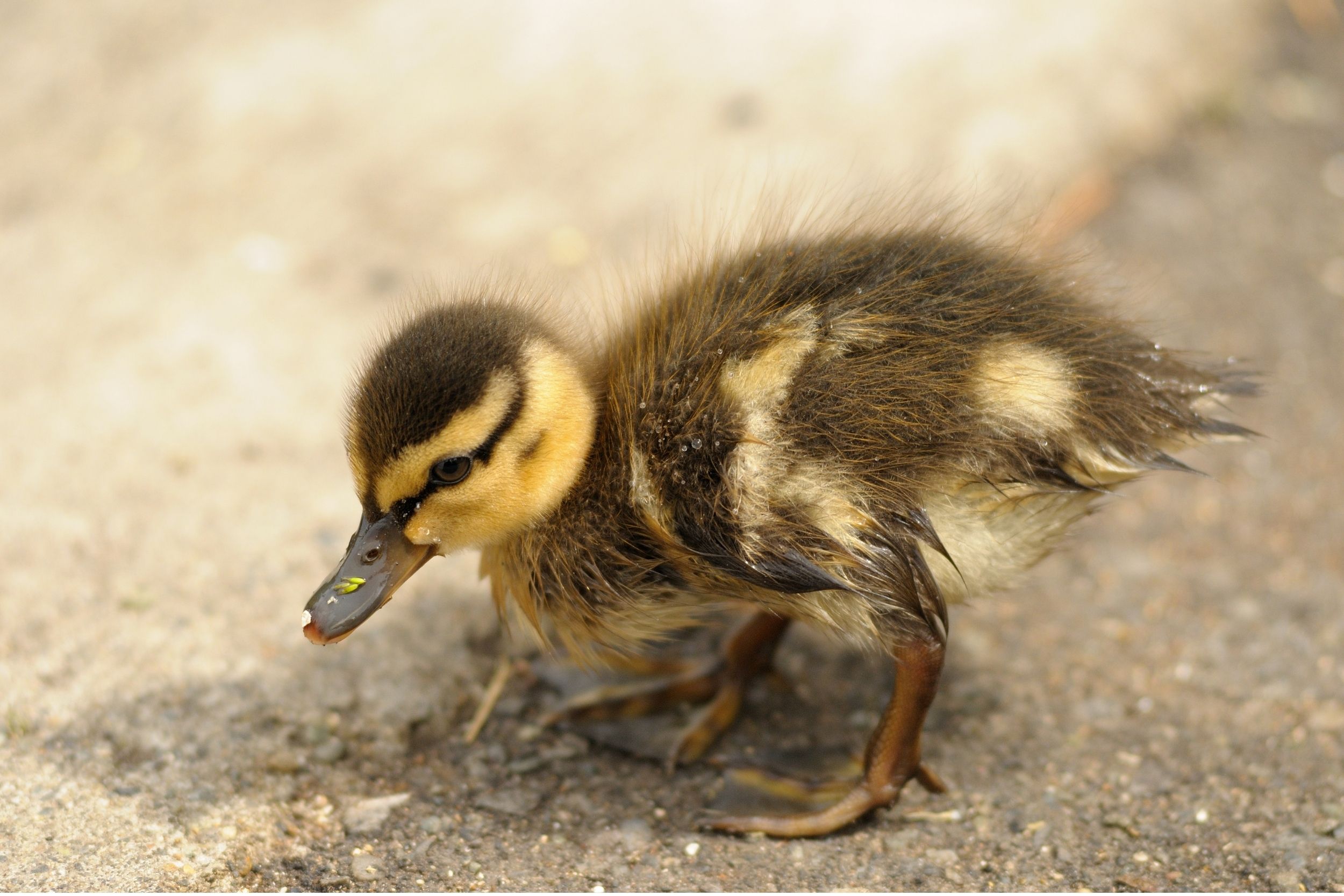 abandoned duckling