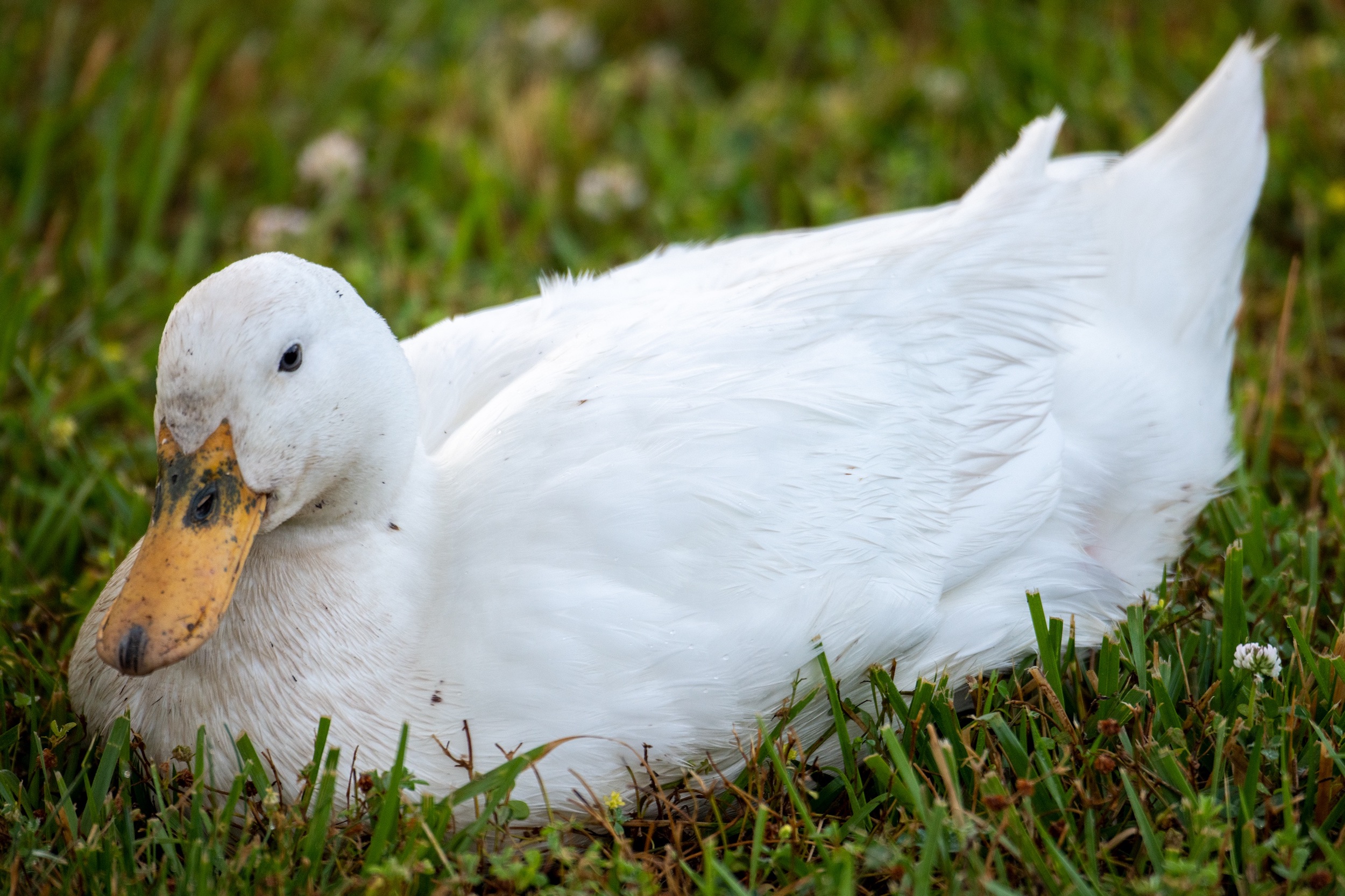 Why Is My Duck Falling Over 9 Possible Causes Fowl Guide