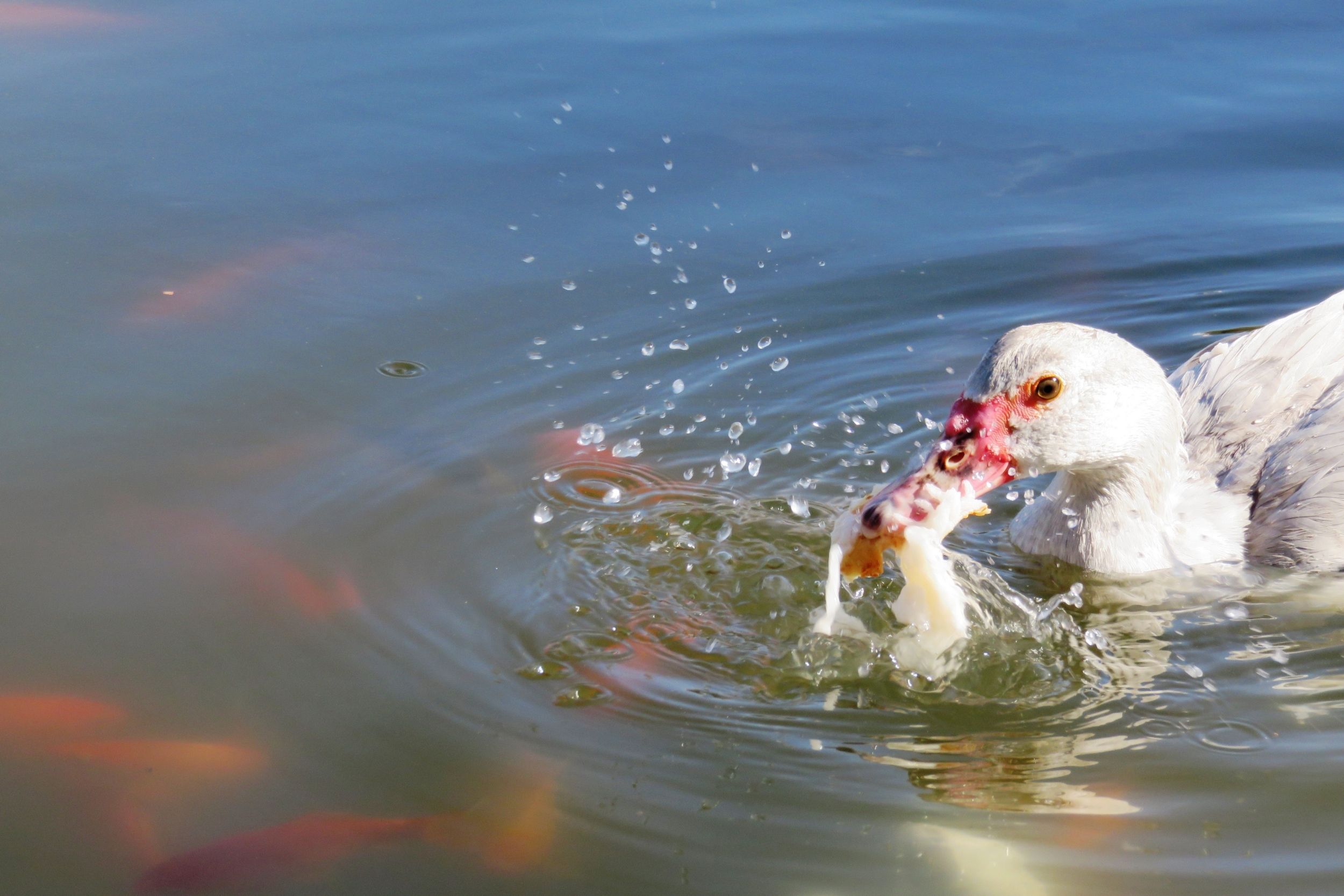 duck eating a fish