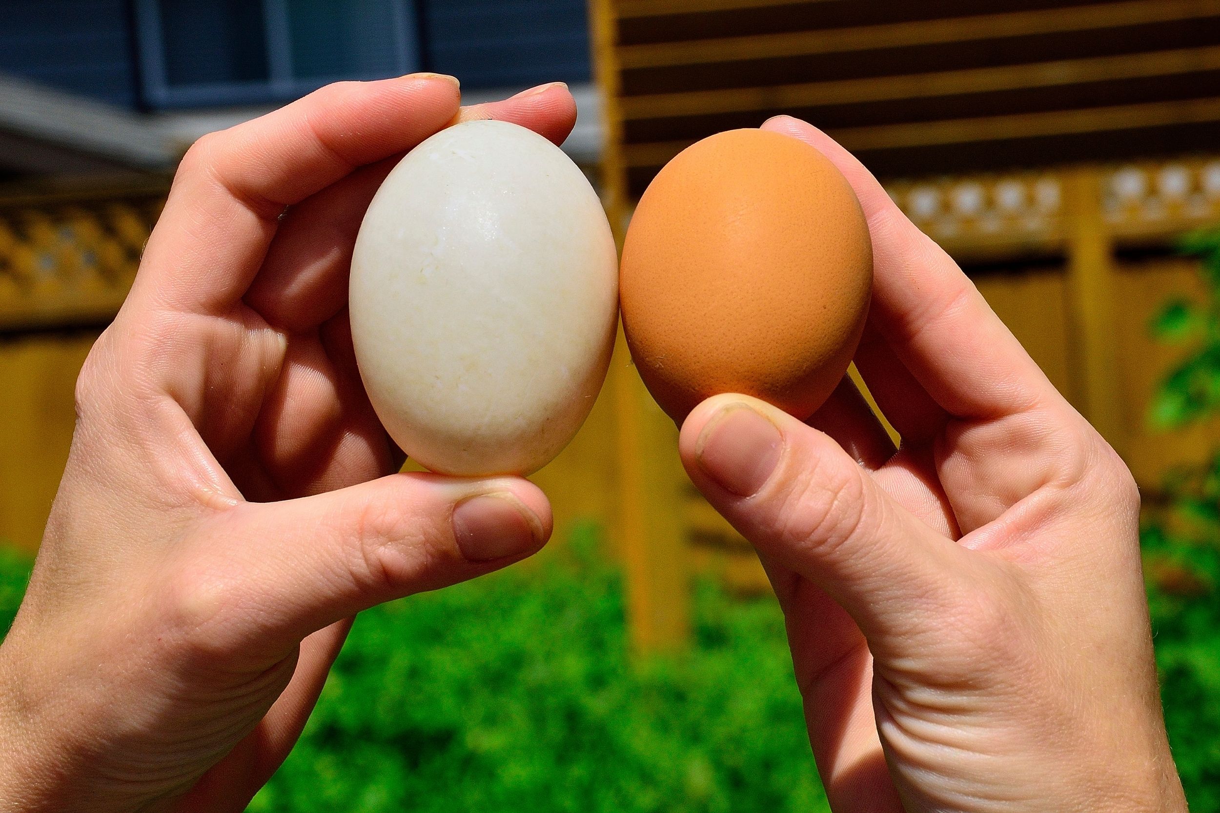 duck egg vs chicken egg
