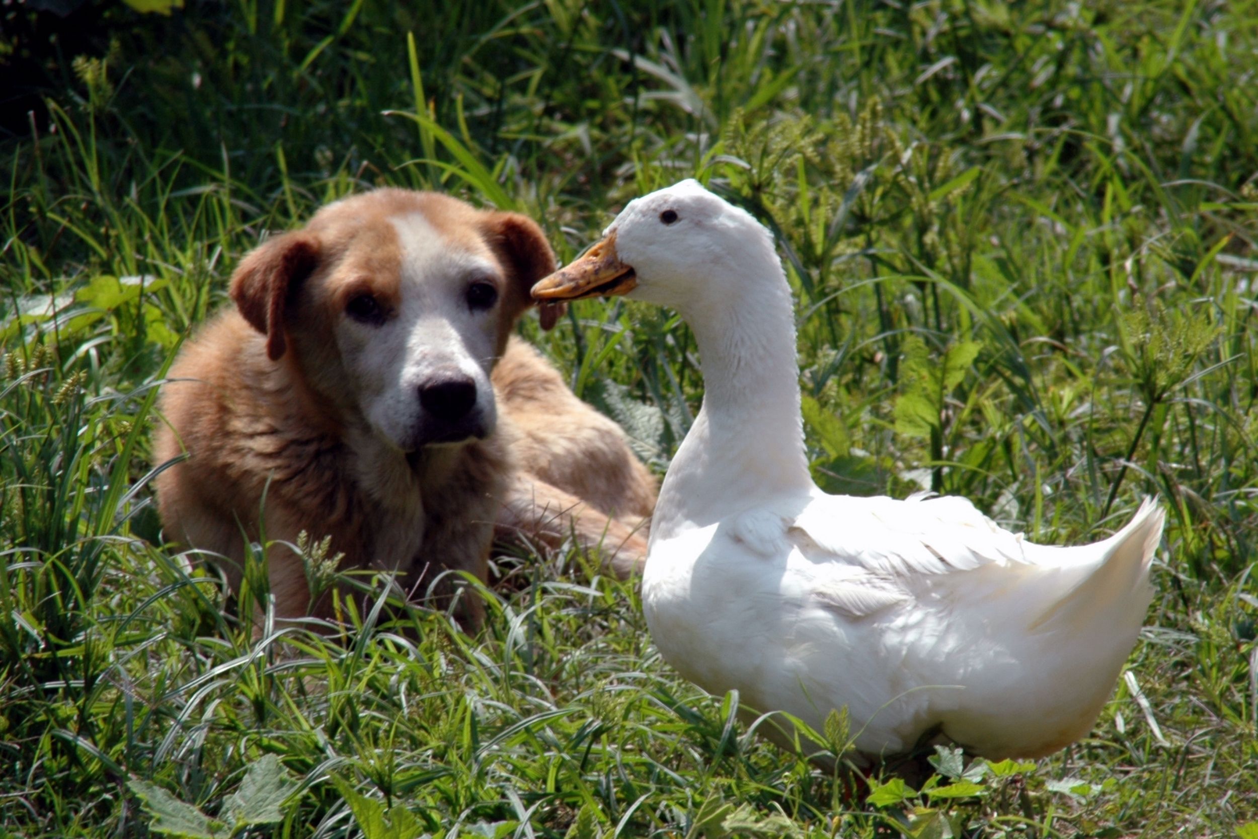 duck with dog