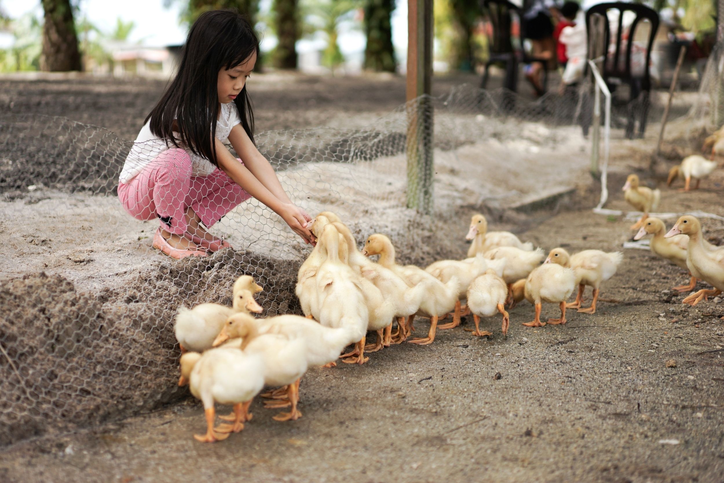 girl feeding ducklings
