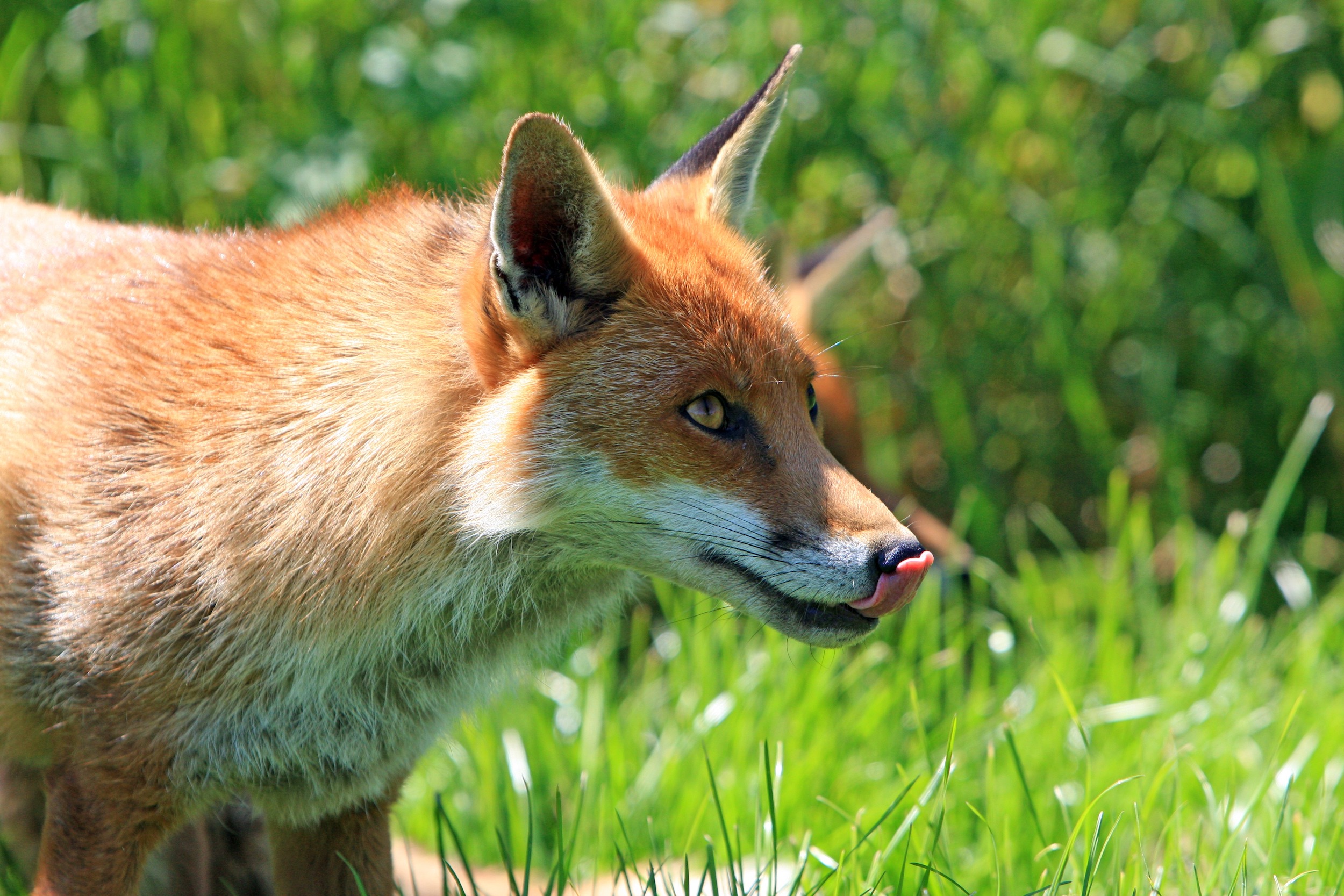 fox licking its lips