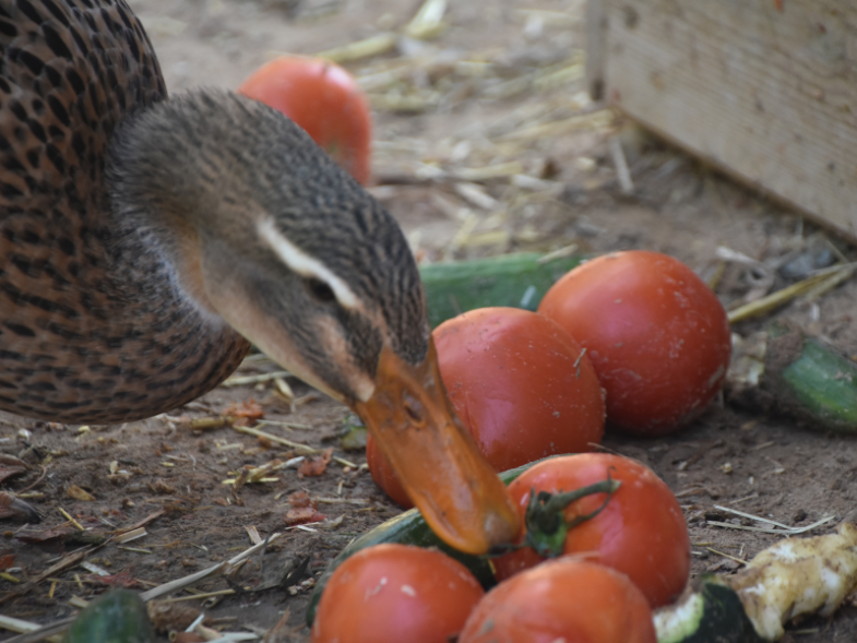Duck eating tomatoes