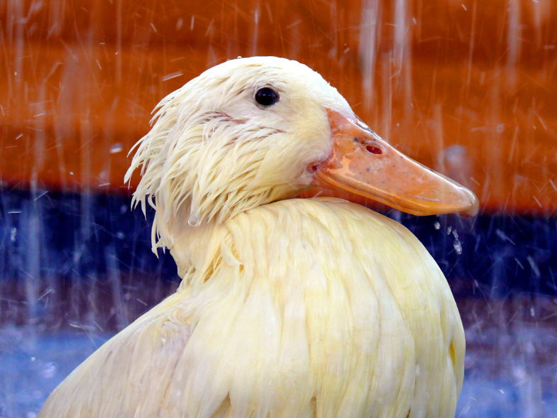 Duck enjoying the rain
