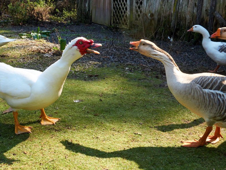 Ducks vs. Geese