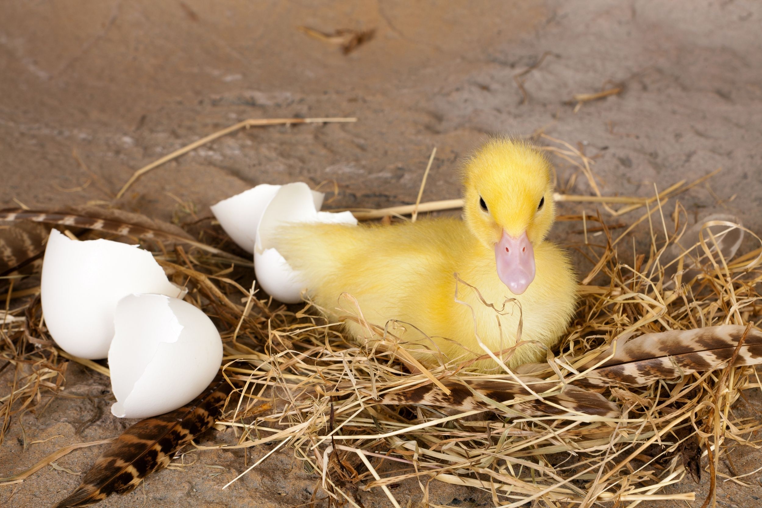 hatching duckling